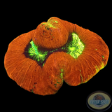 Trachyphyllia spp. „Beasti“ WYSIWYG