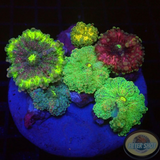 Ricordea yuma „Fungus“ WYSIWYG „AD Special“