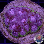 Favia spp. „Tranquility“ WYSIWYG