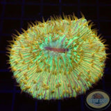 Fungia spp. „Didi“ WYSIWYG