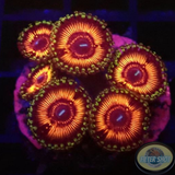 Krustenanemonen „Devils Armor“ WYSIWYG