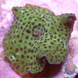 Discosoma spp. „Leo“ WYSIWYG „AD Special“