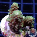 Acropora spp. WYSIWYG