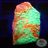 Echinophyllia spp. „Murder Case“ WYSIWYG „AD Special“