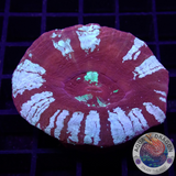 Homophyllia australis “Sub Zero Fatality” WYSIWYG