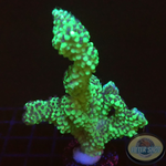 Montipora capitata „Berry“ WYSIWYG
