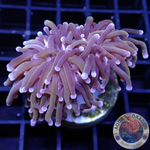 Euphyllia glabrescens „Gold Torch“ AD Special