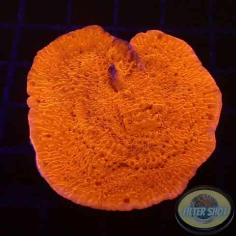 Montipora spp. “Bloody Cap”