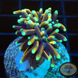 Euphyllia glabrescens „Mini Hellfire“ WYSIWYG