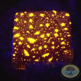 Psammocora spp. „Outer Space“