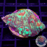 Echinophyllia spp. „Fire Eyes“