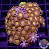 Krustenanemonen & Ricordea & Knopia „Mixi Daisy“ WYSIWYG