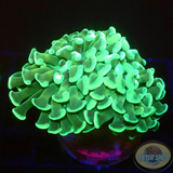 Euphyllia paraancora „Toxic“
