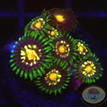 Krustenanemonen „Stargazer Nipple“ WYSIWYG