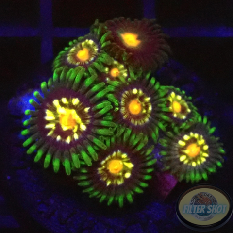 Krustenanemonen „Stargazer Nipple“ WYSIWYG