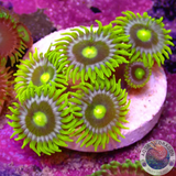 Krustenanemonen „Blueberry Pie“