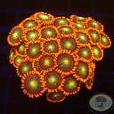 Krustenanemonen „Choco Orange“