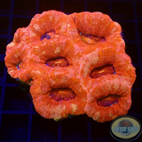 Homophyllia bowerbanki „Hot & Gold“ WYSIWYG