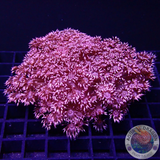 Goniopora spp. „Metallica“ WYSIWYG
