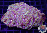Micromussa spp. „Jumanji“ WYSIWYG