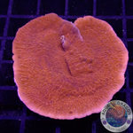 Montipora spp. “Bloody Cap”