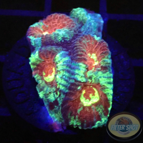Dipsastraea spp. „Rainbow Massacre“ WYSIWYG „AD Special“