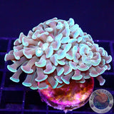 Euphyllia paraancora „Toxic“