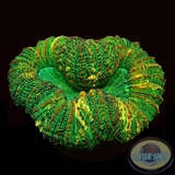 Lobophyllia spp. „Gold Spill“ WYSIWYG „AD Special“