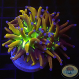 Euphyllia glabrescens „Hellraiser“
