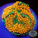 Ricordea florida „Shyne“ WYSIWYG „AD Special“