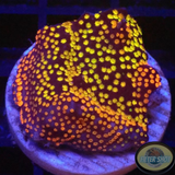 Montipora spp. „Rainbow“