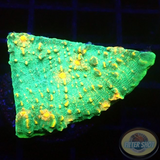 Echinophyllia spp. „Sky Rocket“