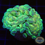 Euphyllia baliensis “Rainbow Hologram”