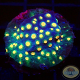 Cyphastrea spp. Meteor Shower“ WYSIWYG