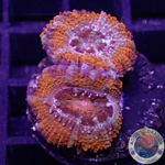 Micromussa spp. „Rainbow“ 🌈