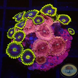Krustenanemonen „Hot Cush 🔥 Corona“ WYSIWYG „AD Special“