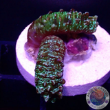 Isaurus spp. „Toxic Cucumber“ AD Special