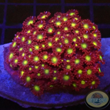 Goniopora spp. „Flash“ WYSIWYG „AD Special“
