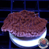 Montipora spp. „Flaming Phoenix“ 🐦‍🔥 AD Special“