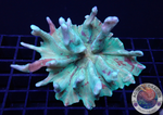 Pectinia spp. „Air Force“ WYSIWYG „AD Special“