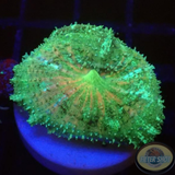 Discosoma neglecta „Caribic Joy“ WYSIWYG „AD Special“