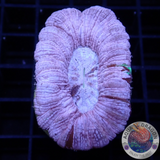 Trachypyhllia spp. „Rainbow Lavender“ WYSIWYG