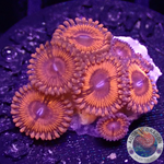 Krustenanemonen „Eye of Sauron“ WYSIWYG