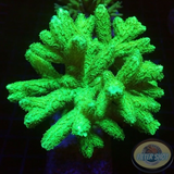 Hydnopora spp. „Toxic Tree“ WYSIWYG