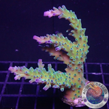Acropora tortuosa „Electric Miyagi“ AD Special