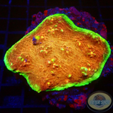 Echinophyllia spp. „Toxic Rim“ WYSIWYG „AD Special