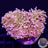 Euphyllia paraglabrescens„24K Solid Bar“ WYSIWYG