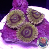 Krustenanemonen „Beekeeper“ 🐝 WYSIWYG „AD Special“