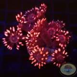 Goniopora spp. „Twisted Metal“
