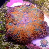 Rhodactis spp. „Firestarter“ WYSIWYG „AD Special“